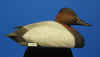 Canvasback Drake - 1982