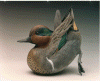 Greenwing Teal Drake Courtship - 1987