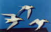 Beach Patrol Sandwich Terns - 1999