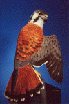 Kestrel - 2001