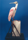 Roseate Spoonbill