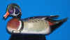 Wood Duck Drake - 1975